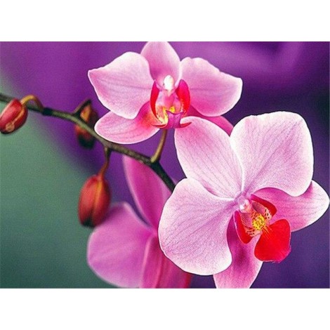 Bright pink and hot pink orchids