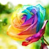 Bright multicoloured rose