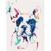 Colourful french bulldog