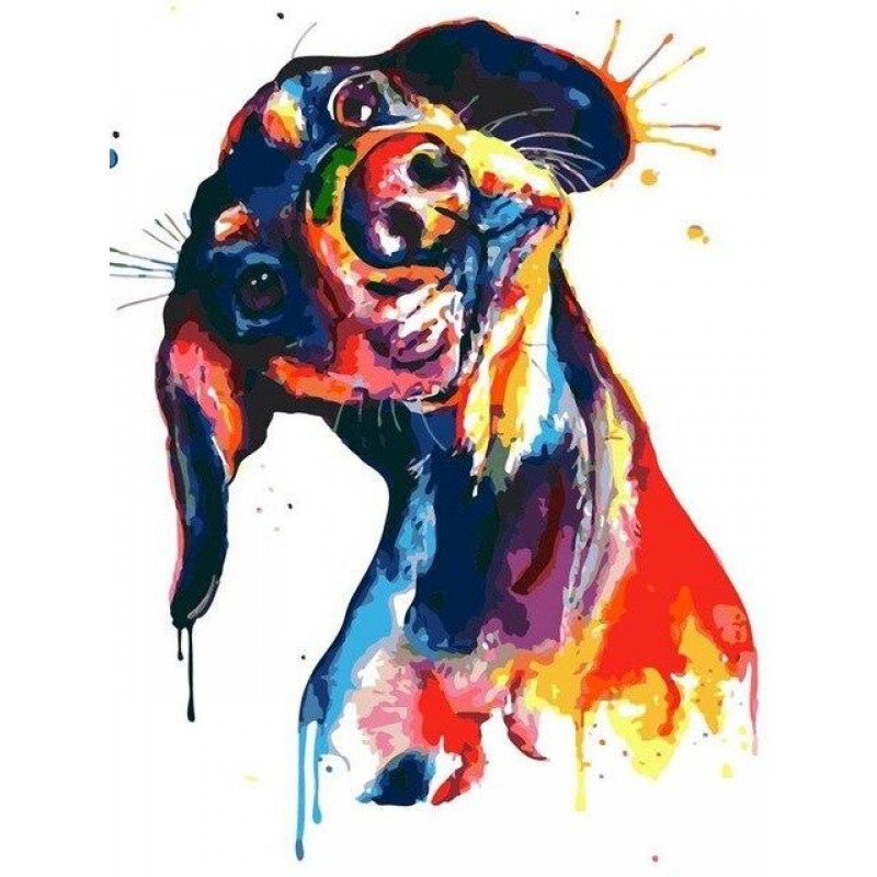 Colourful dachshund