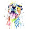 Colourful Staffordshire Bull Terrier