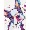 Colourful frenchie with heart nose